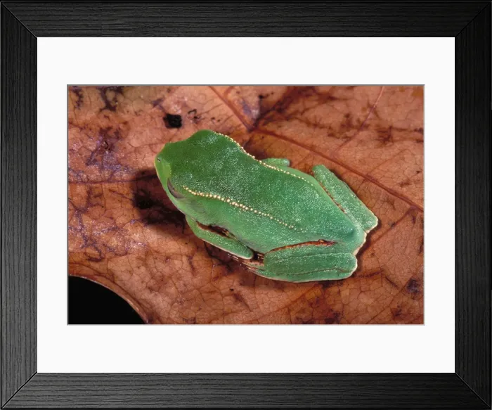 Framed Print : White-lined Tree Frog French Guiana Framed Print : White-lined Tree Frog French Guiana