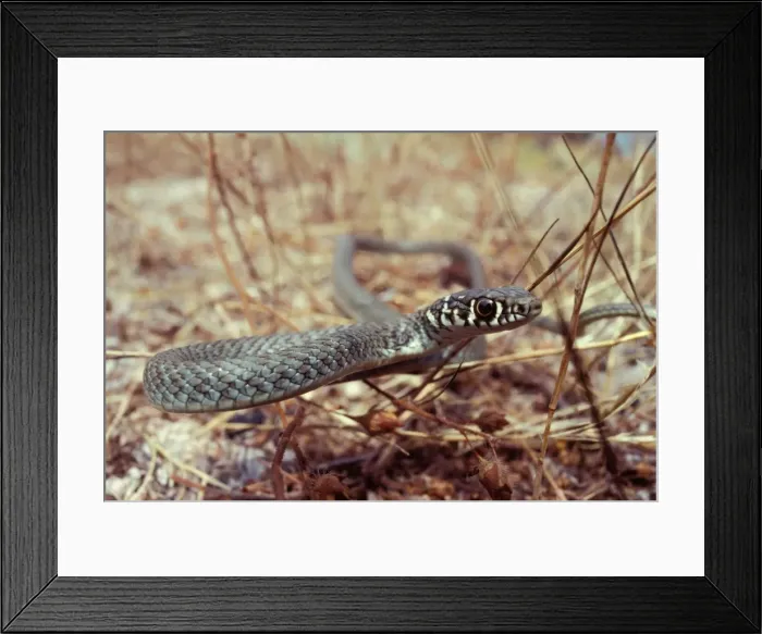 Framed Print : Young Western Whip Snake Framed Print : Young Western Whip Snake