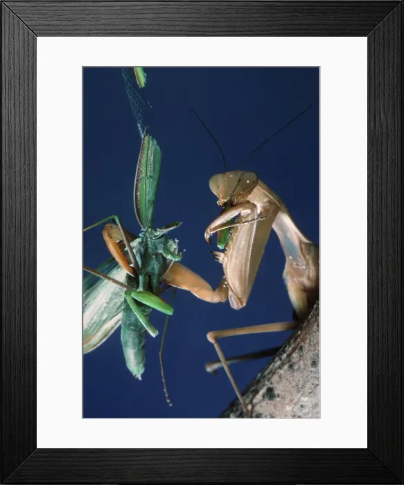 Framed Print : Praying Mantis - eating male after mating. Europe Framed Print : Praying Mantis - eating male after mating. Europe