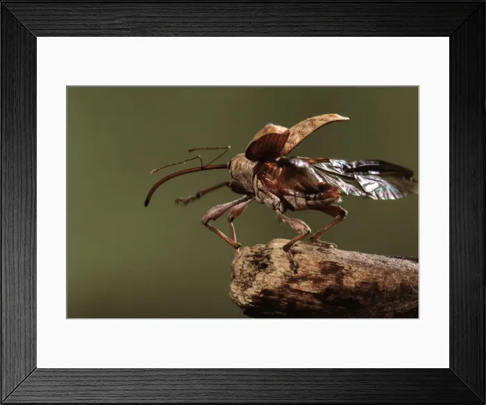 Framed Print : Elephant Weevil - taking off Framed Print : Elephant Weevil - taking off