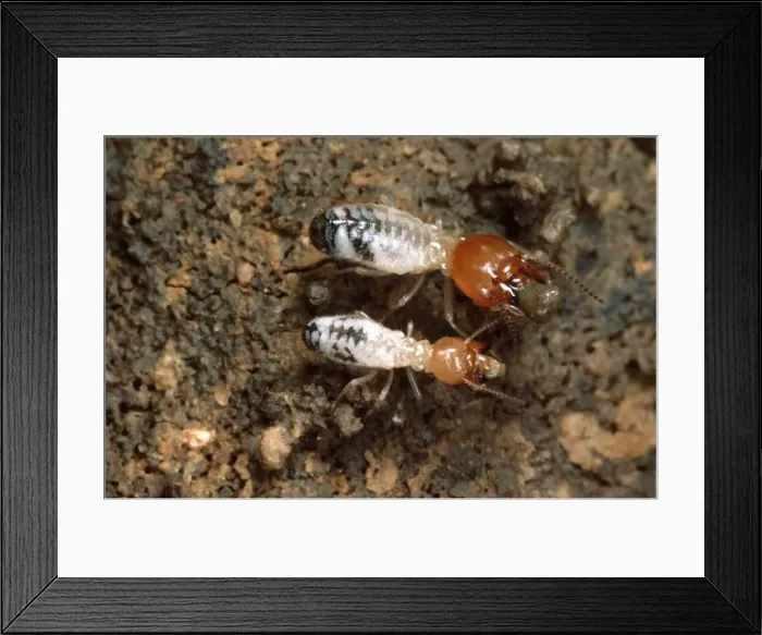 Framed Print : Termites - building a wall. Zambia Framed Print : Termites - building a wall. Zambia