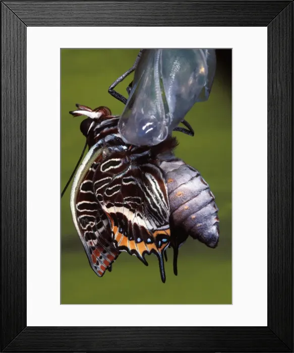 Framed Print : Two-tailed Pasha / Foxy Charaxes Framed Print : Two-tailed Pasha / Foxy Charaxes