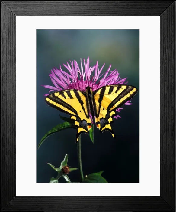 Framed Print : Southern Swallowtail Europe Framed Print : Southern Swallowtail Europe