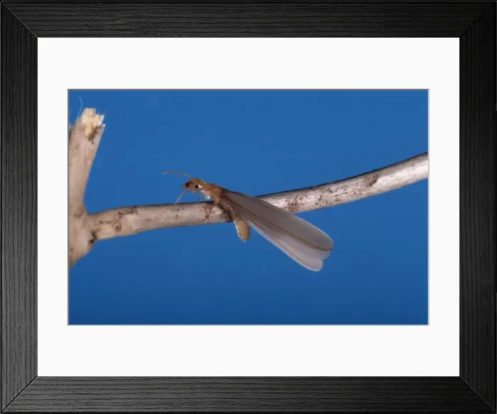 Framed Print : Winged Queen Termite South America