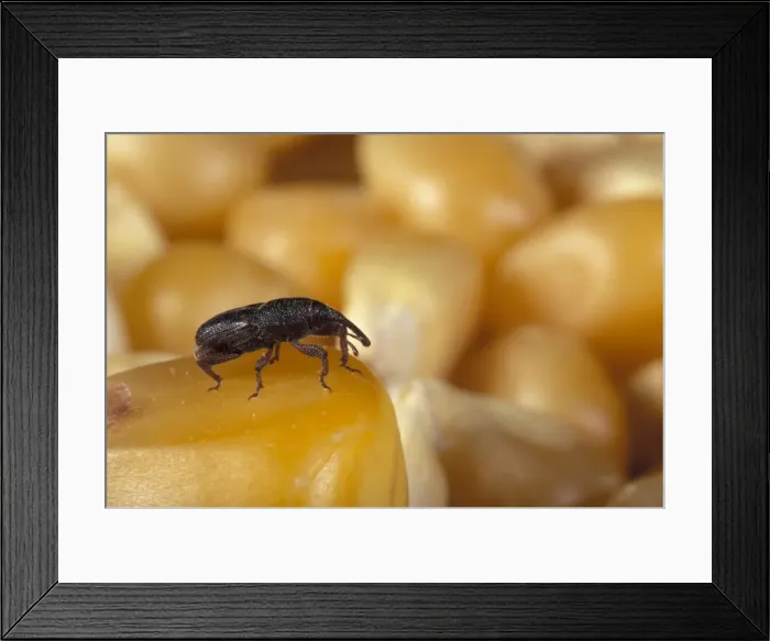 Framed Print : Corn Weevil Framed Print : Corn Weevil