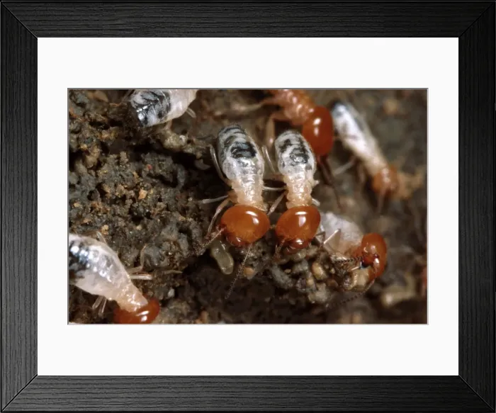 Framed Print : Termites - making a soil wall. Zambia Framed Print : Termites - making a soil wall. Zambia