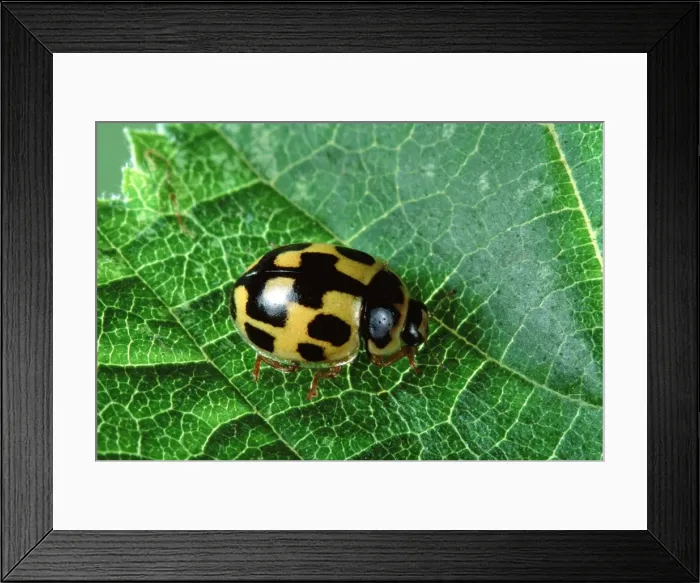 Framed Print : 14-spot Ladybird Framed Print : 14-spot Ladybird