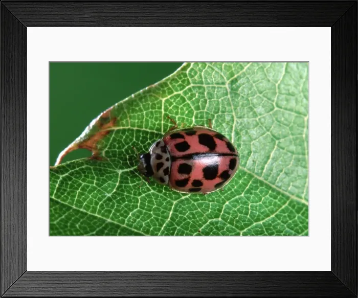 Framed Print : 10-spot Ladybird