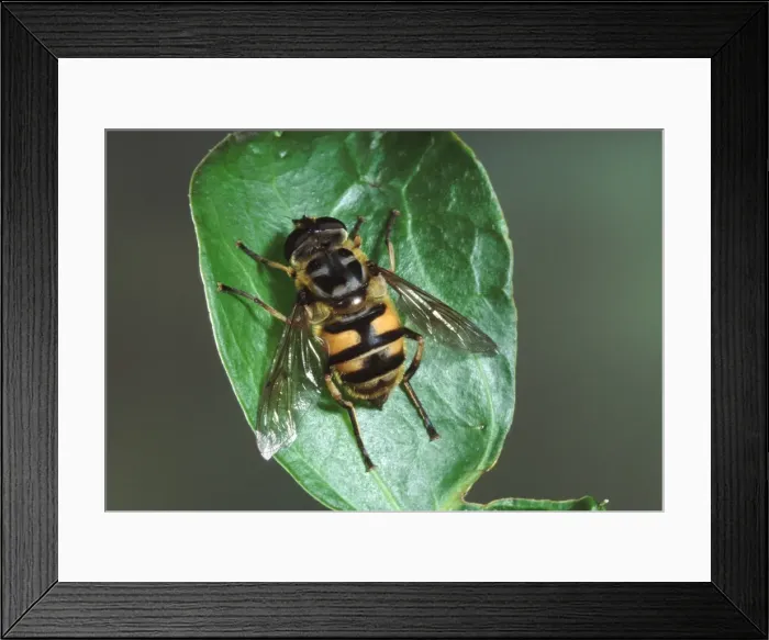 Framed Print : Hover-fly. Europe Framed Print : Hover-fly. Europe