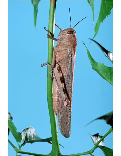 Egyptian Locust - adult