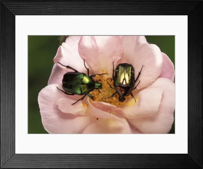 Framed Print : Rose Chafer - on flower Framed Print : Rose Chafer - on flower