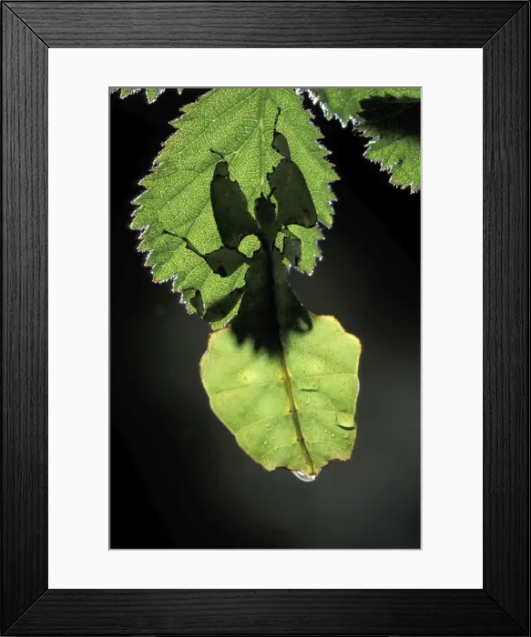Framed Print : Leaf Insect Malaysia Framed Print : Leaf Insect Malaysia