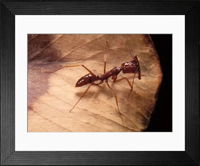 Framed Print : Ant French Guiana Framed Print : Ant French Guiana