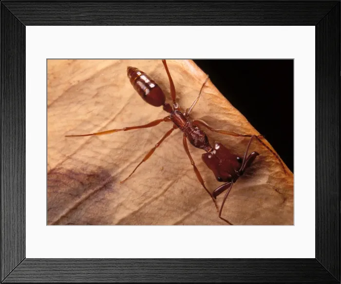 Framed Print : Ant French Guiana Framed Print : Ant French Guiana