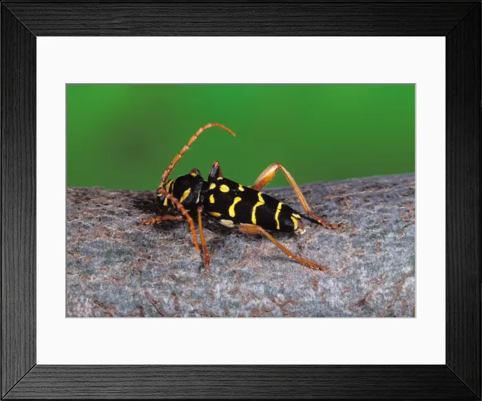 Framed Print : Longhorn Beetle Europe Framed Print : Longhorn Beetle Europe
