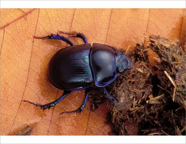 Dor beetle - feeding on dung Europe