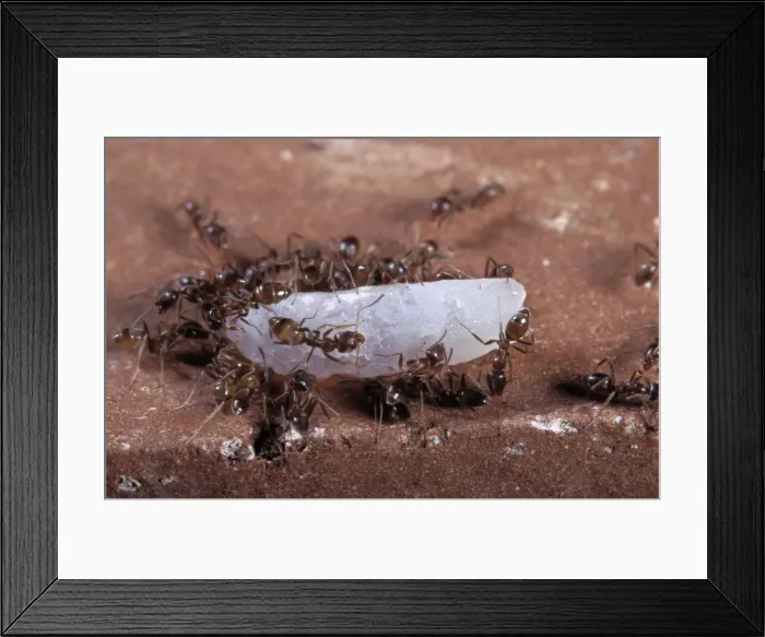 Framed Print : Argentine Ants - on rice grain