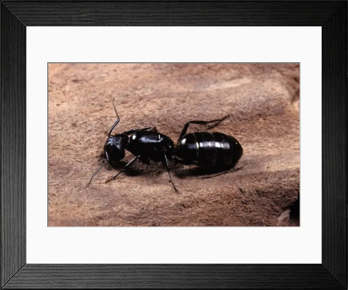 Framed Print : Ant's Queen Europe