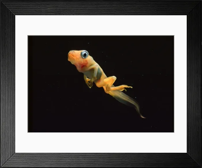 Framed Print : Tree Frog Tadpole French Guiana forest Framed Print : Tree Frog Tadpole French Guiana forest