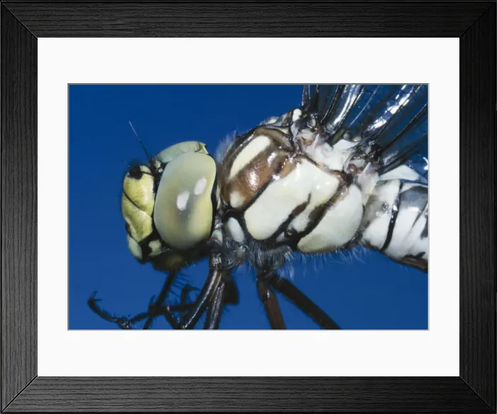 Framed Print : Southern Hawker Dragonfly Close-up Framed Print : Southern Hawker Dragonfly Close-up