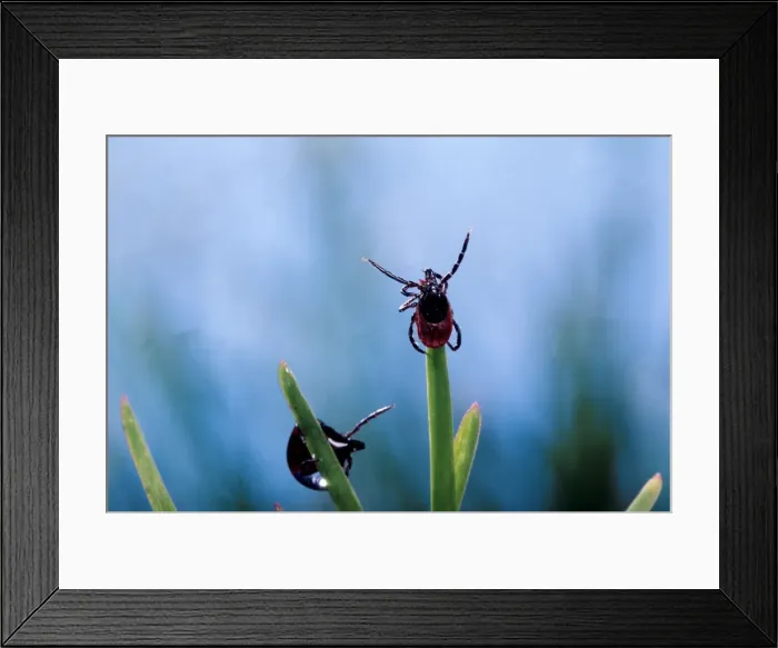 Framed Print : Tick - waiting for its prey at the top of a grass leave Framed Print : Tick - waiting for its prey at the top of a grass leave