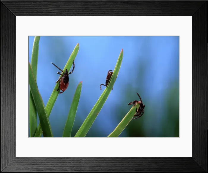 Framed Print : Tick - waiting for its prey at the top of a grass leaf Framed Print : Tick - waiting for its prey at the top of a grass leaf