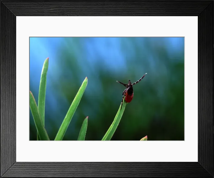 Framed Print : Tick - waiting for its prey at the top of a grass leaf Framed Print : Tick - waiting for its prey at the top of a grass leaf