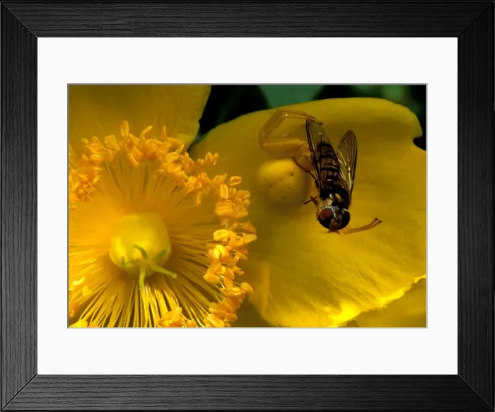 Framed Print : Crab Spider - preying on a diptera Framed Print : Crab Spider - preying on a diptera