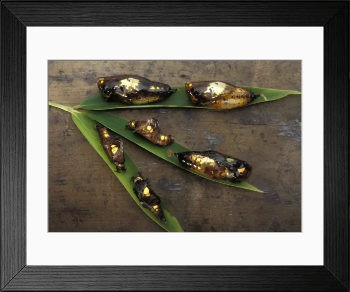 Framed Print : Golden chrysalids - several species on a leaf. Malaysia Framed Print : Golden chrysalids - several species on a leaf. Malaysia
