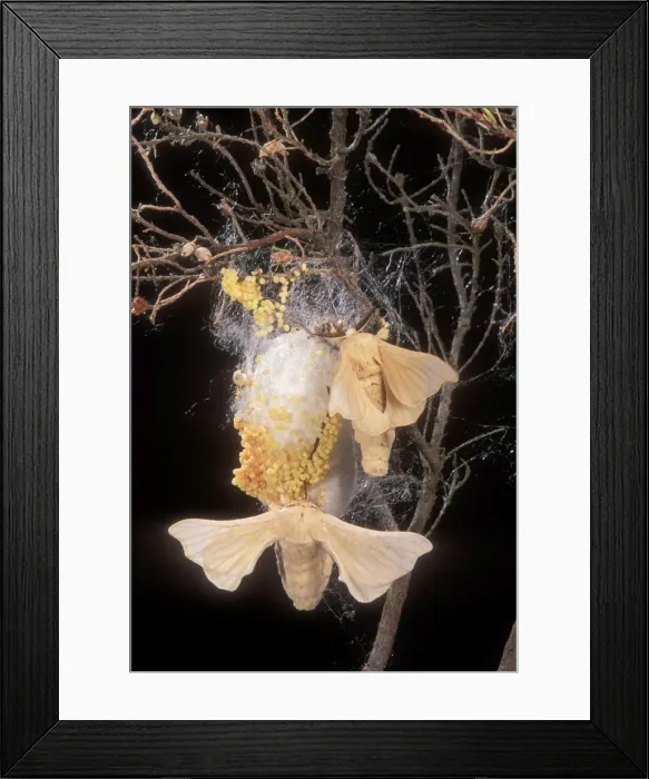 Framed Print : Silk Moth Male & female at cocoon with eggs Framed Print : Silk Moth Male & female at cocoon with eggs