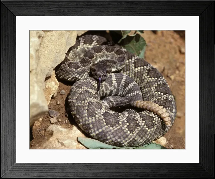Framed Print : Northern Pacific Rattlesnake Framed Print : Northern Pacific Rattlesnake