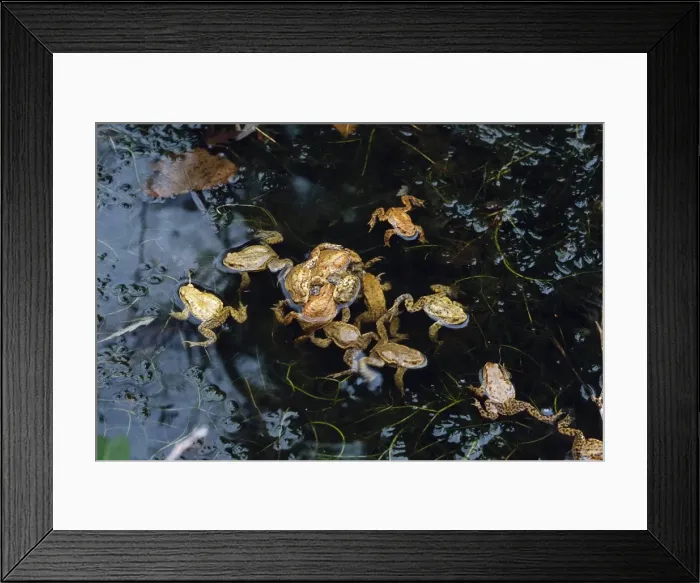 Framed Print : Common Toad - mating Europe