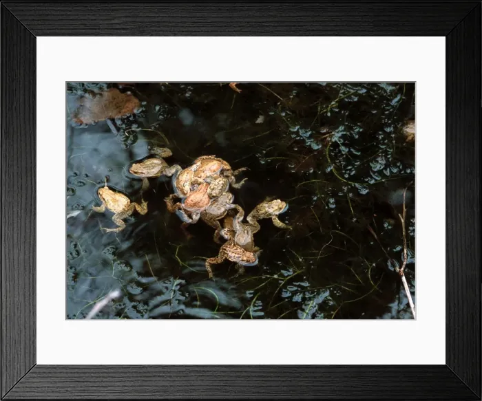 Framed Print : Common Toad - mating Europe Framed Print : Common Toad - mating Europe