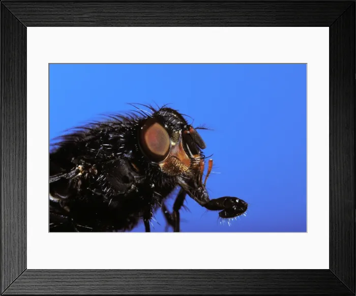 Framed Print : Blue Bottle fly - head with its proboscis extended Framed Print : Blue Bottle fly - head with its proboscis extended