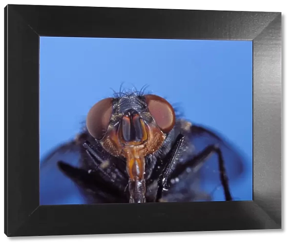 Blue Bottle fly - head with proboscis extended