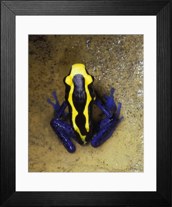 Framed Print : Dyeing Poison Frog from above Framed Print : Dyeing Poison Frog from above