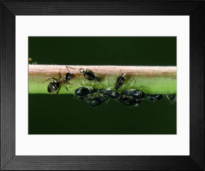 Framed Print : Garden Ants - milking aphids Europe Framed Print : Garden Ants - milking aphids Europe