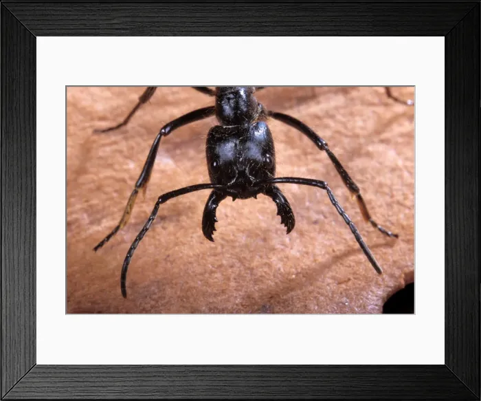 Framed Print : Ant - head South America Framed Print : Ant - head South America
