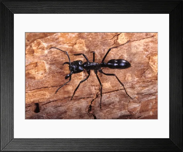 Framed Print : Ant South America Framed Print : Ant South America