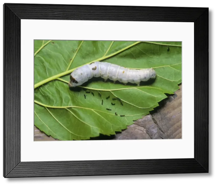 Framed Print : Silk Moth Caterpillar Framed Print : Silk Moth Caterpillar