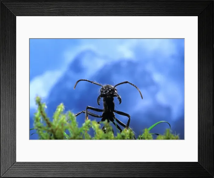 Framed Print : Ant -head and a cloudy sky. South America Framed Print : Ant -head and a cloudy sky. South America