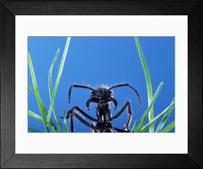 Framed Print : Ant - head emerging from grass Framed Print : Ant - head emerging from grass
