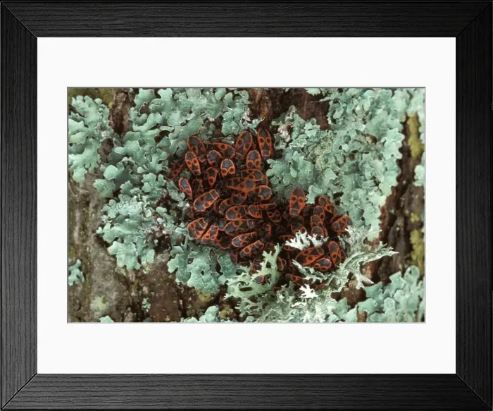 Framed Print : Firebug Europe Framed Print : Firebug Europe