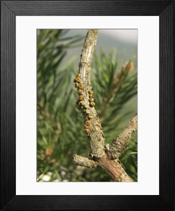 Framed Print : Spanish Moon Moth - laying eggs onto a twig of a pine Framed Print : Spanish Moon Moth - laying eggs onto a twig of a pine