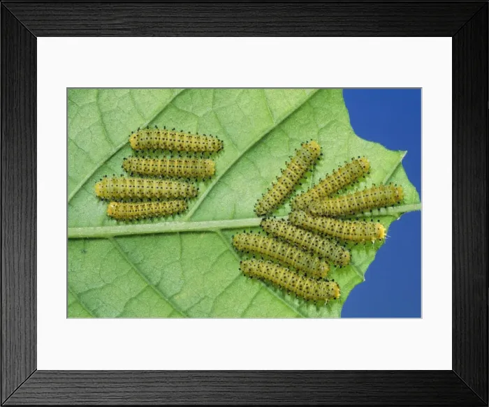 Framed Print : Cynthia Moth - larvae / caterpillar stage Framed Print : Cynthia Moth - larvae / caterpillar stage