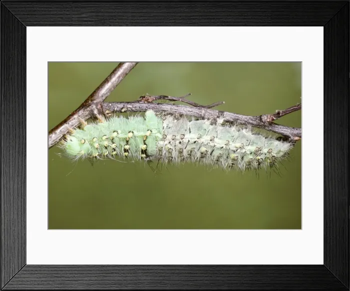 Framed Print : Emperor Moth - caterpillar moulting Framed Print : Emperor Moth - caterpillar moulting