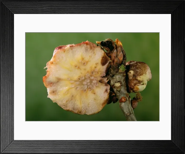 Framed Print : Gall Wasp - cross section Framed Print : Gall Wasp - cross section