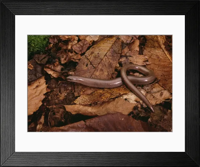 Framed Print : Slow-worm. PPG-292. Slow worm. Anguis fragilis Framed Print : Slow-worm. PPG-292. Slow worm. Anguis fragilis