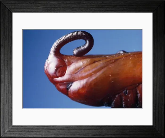 Framed Print : Convolvulous Hawkmoth - chrysalis Framed Print : Convolvulous Hawkmoth - chrysalis