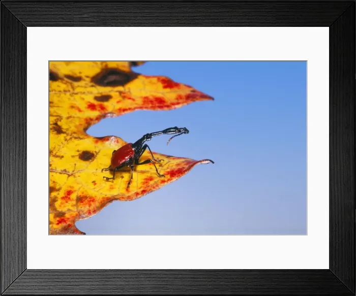 Framed Print : Giraffe-necked Weevil Madagascar